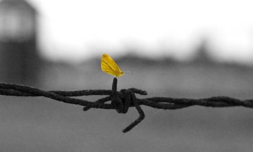Immagine artistica con filo spinato